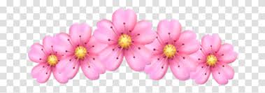 'pink brocade' is a favorite houseplant that can be counted on for that foliage mix. Flower Pink Crown Flowercrown Sticker Pink Freetoedit Aesthetic Pink Heart Emoji Anther Plant Blossom Petal Transparent Png Pngset Com