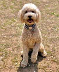 F1b mini goldendoodle full grown. Goldendoodle Size Full Grown How Big Do Goldendoodles Get Teacup Toy Mini Medium Standard