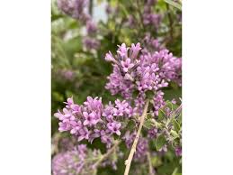 Image result for Komule střídavolisté