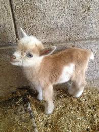 Between about 1930 and 1960 a variety of small goats of the west african dwarf group of breeds were imported from africa to the. Nigerian Dwarf Goats Shopify