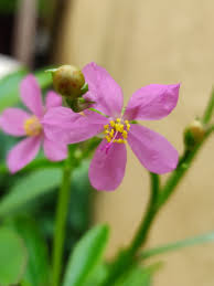 Image result for Talinum fruticosum