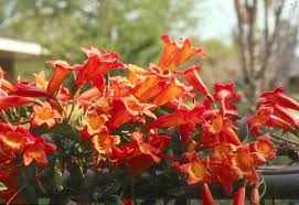 Don't let the name fool you. Bignonia Capreolata Tangerine Beauty Tangerine Beauty Crossvine Plants Climbing Plants Fast Growing Plant Finder