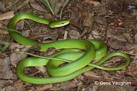 Rough Green Snake Snake Green Snake Beautiful Snakes
