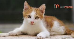 kedilerde oksuruk evcil hayvan blogu