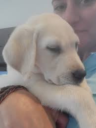 It was an honor and a joy to visit Warrior Canine Connection with Attorney  General Anthony Brown today. We learned about the amazing healing work that  these dogs and Veteran trainers do