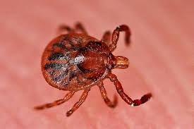 Tick control, llc companies service fairfield is there tick control near me? Tick Prevention Worth The Effort Nebraska Extension Community Environment Nebraska