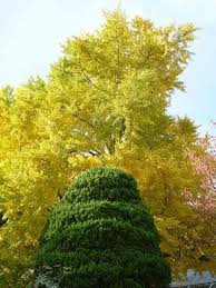 京都府立植物園 見ごろの植物情報 平成20年11月21日 京都府ホームページ