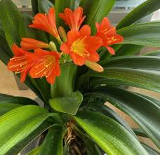 Image result for Clivia miniata