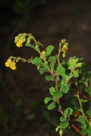 Image result for Hermannia