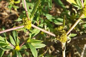 Image result for Flaveria trinervia