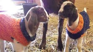 Maybe you would like to learn more about one of these? Baby Goats Wear Knitted Super Bowl Sweaters Sporting Their Broncos Spirit Abc News