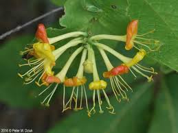Image result for Vernonia hirsuta