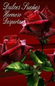 Pin By Mercy Contreras On Bonita Noche Rose Beautiful Flowers Beautiful Red Roses Estos rosas de amor de buenas noches con imagenes tambien te serviran como fondos de pantalla o wallpapers, ideales para compartir en las redes sociales, en esta app encontraras hermosas fotos de buenas noches con rosas para whatsapp. pin by mercy contreras on bonita noche