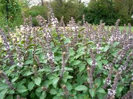 Maybe you would like to learn more about one of these? Growing Herbs In North Texas