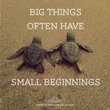 Small Beginnings Big Things Motivation Turtles Quotes Wellness Mindset Turtle Quotes Turtle Turtles Funny