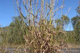 Image result for Andropogon gayanus