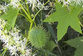 Image result for Eureiandra leucantha