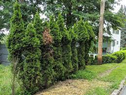Maybe you would like to learn more about one of these? Arborvitae Showing Deer Damage Greenfield Neighborhood Pittsburgh Pa 17 July 2019 Photo By Kate St John Yes Arborvitae Tree Arborvitae Thuja Occidentalis
