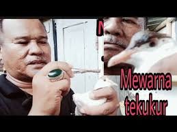 Jual obat pewarna pakaian wantex wenter tidak mudah luntur dan. Mewarnai Burung Tekukur Apa Pewarna Burung Khususkah 19 Dove Aviary Youtube