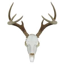 The walking dead, better call saul, killing eve, fear the walking dead, mad men and more. Taxidermy Skull Mounts Replica Skull Kits Diy Taxidermy Shed Antlers Taxidermy Skull