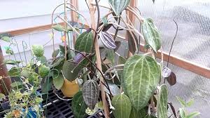 Image result for Polystachya hastata