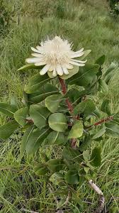 Image result for Protea madiensis
