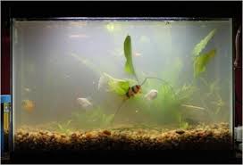 Dealing With Algae Fish Tank Fish Tank Design Cloudy