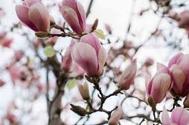 See more ideas about magnolia stamps, tampons magnolia, magnolia colors. Magnolia Care Tips Solutions To Common Problems