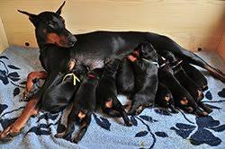 If a mother dog does eat her puppy, it is usually because the dog had died. Breeding For Dog Owners Caring For Newborn Puppies Vca Animal Hospital