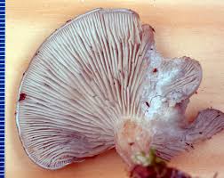 Image result for Clitocybe multiceps