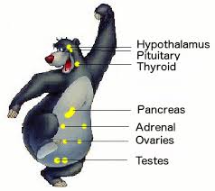 Overview Of Endocrinology