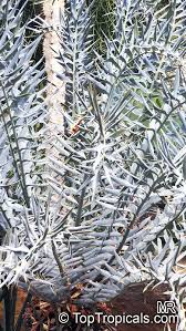 Image result for Encephalartos