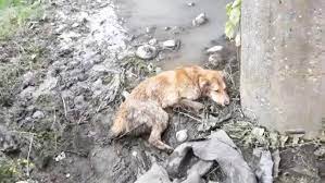 Abandoned Dog Survived from Falling from the Bridge into the Mud - YouTube