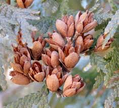 Image result for Alchornea occidentalis