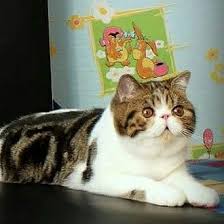pin on kotyata ekzoty exotic shorthair ekzot cattery exotic shorthair kittens cats animals www fayna kisya jimdo com