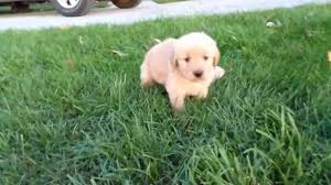 Lancaster puppies advertises puppies for sale in pa, as well as ohio, indiana, new york and other states. Brittany Golden Retriever Puppies For Sale In Ohio Youtube