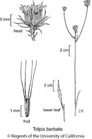 Image result for Tolpis