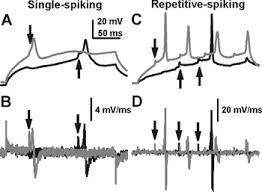 Narrow And Wide Field Amacrine Cells Fire Action Potentials In Response To  Depolarization And Light Stimulation | Visual Neuroscience | Cambridge Core