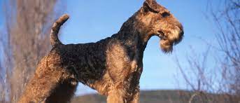 Review how much airedale terrier puppies for sale sell for below. Airedale Terrier All About Dogs Orvis