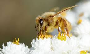What will dogecoin be worth in 2030? How Much Will Bee Crypto Be Worth In 2030