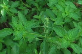 Biasanya menyirip, walaupun sesetengah spesies mempunyai trifoliat atau daun ringkas. Suria Helang Lui Edible Landscape Kemangi Lemon Basil
