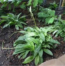 Image result for Drimiopsis