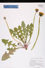 Image result for Taraxacum sp.