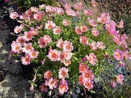 Bunga ros jepun pelbagai warna youtube. Gambar Pokok Bunga Ros Jepun