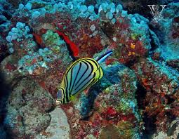 Image result for Cyperus longicarpus