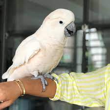 Why the cairn terrier makes a great pet. Pet Birds And Parrots For Sale Home Facebook