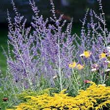 Image result for perovskia atriplicifolia 'little spire'
