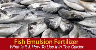 What Is Fish Emulsion Fertilizer How To To Use It In The