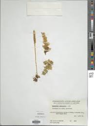 Image result for Huperzia afromontana