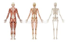 Jul 03, 2018 · the bones of the chest and upper back combine to form the strong, protective rib cage around the vital thoracic organs such as the heart and lungs. Woman Body With Bone Skeleton Back View Stock Illustration Illustration Of Education Chart 21942747